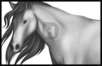 How to Draw a Horse for Beginners