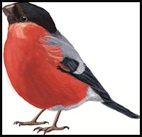 how to draw a bullfinch bird