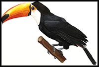 how to draw a toucan