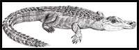 How to Draw an Alligator