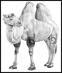 How to Draw a Camel