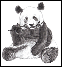 How to Draw a Panda