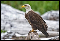 How to Draw a Bald Eagle