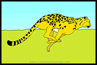 How to Draw a Cheetah Running Step by Step
