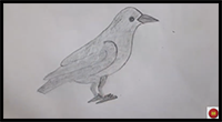 How to Draw Crow Easy