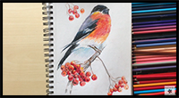 Colored Pencil Drawing How to Draw a Bullfinch