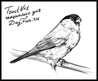 How to Draw a Bullfinch Step by Step