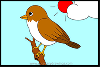 How to Draw a Sparrow Bird Step by Step