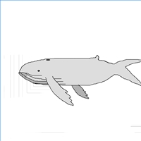 How to Draw Whales : Drawing Tutorials & Drawing & How to Draw Whale ...