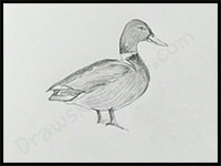 How to Draw Ducks : Drawing Tutorials & Drawing & How to Draw Ducks ...