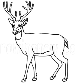 simple whitetail buck drawings