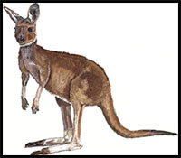 how to draw a kangaroo