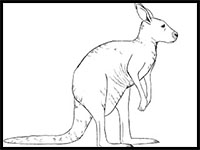 how to draw a kangaroo