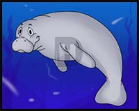 How to Draw a Cartoon Manatee