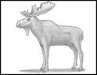 Moose Drawing by Aurora Jenson - Pixels
