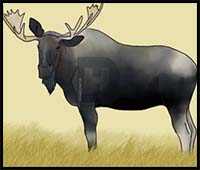 How to Draw a Moose