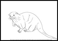 How to Draw an Otter