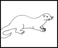 how to draw cartoon otters realistic otters drawing tutorials drawing how to draw otters drawing lessons step by step techniques for cartoons illustrations how to draw cartoon otters realistic