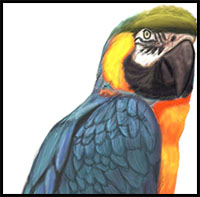 How To Draw Parrots Drawing Tutorials Drawing How To Draw Parrots Birds Drawing Lessons Step By Step Techniques For Cartoons Illustrations Sketching