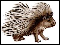 How To Draw A Porcupine Step By Step