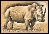 rhinoceros drawing pictures