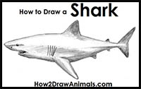 Learn How to Draw a Blacktip Shark (Fishes) Step by Step : Drawing Tutorials