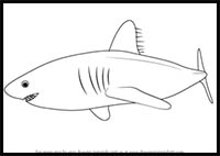 How to Draw Cartoon Sharks & Realistic Sharks : Drawing Tutorials ...