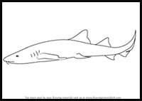 How to Draw a Nurse Shark