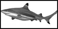 How to Draw a Realistic Shark