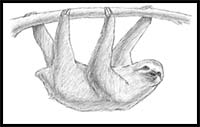 How to Draw Cartoon Sloths Realistic Sloths Drawing Tutorials 