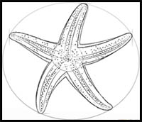 Starfish Drawing  How To Draw A Starfish Step By Step