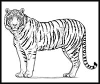 Simple Tiger Drawing - 9 Easy Steps · Craftwhack