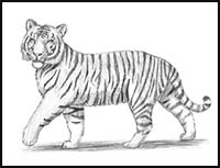 Free Tiger Catching - Bengal Tiger Easy Drawing - Free Transparent PNG  Clipart Images Download