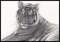 How to Sketch a Bengal Tiger