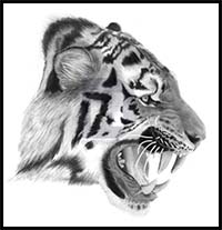 How to Draw a Real Tiger