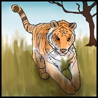 How to Draw Tigers