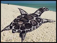 How to Draw a Sea Turtle