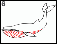 how to draw a blue whale