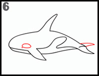 how to draw a killer whale