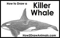 how to draw a killer whale