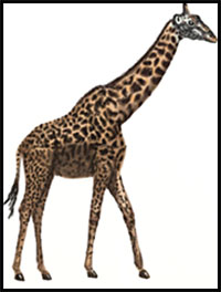 how to draw a giraffe