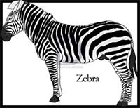 How to Draw a Zebra