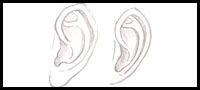 How to Draw Ears and the Human Face: Drawing Tutorials & Drawing & How ...