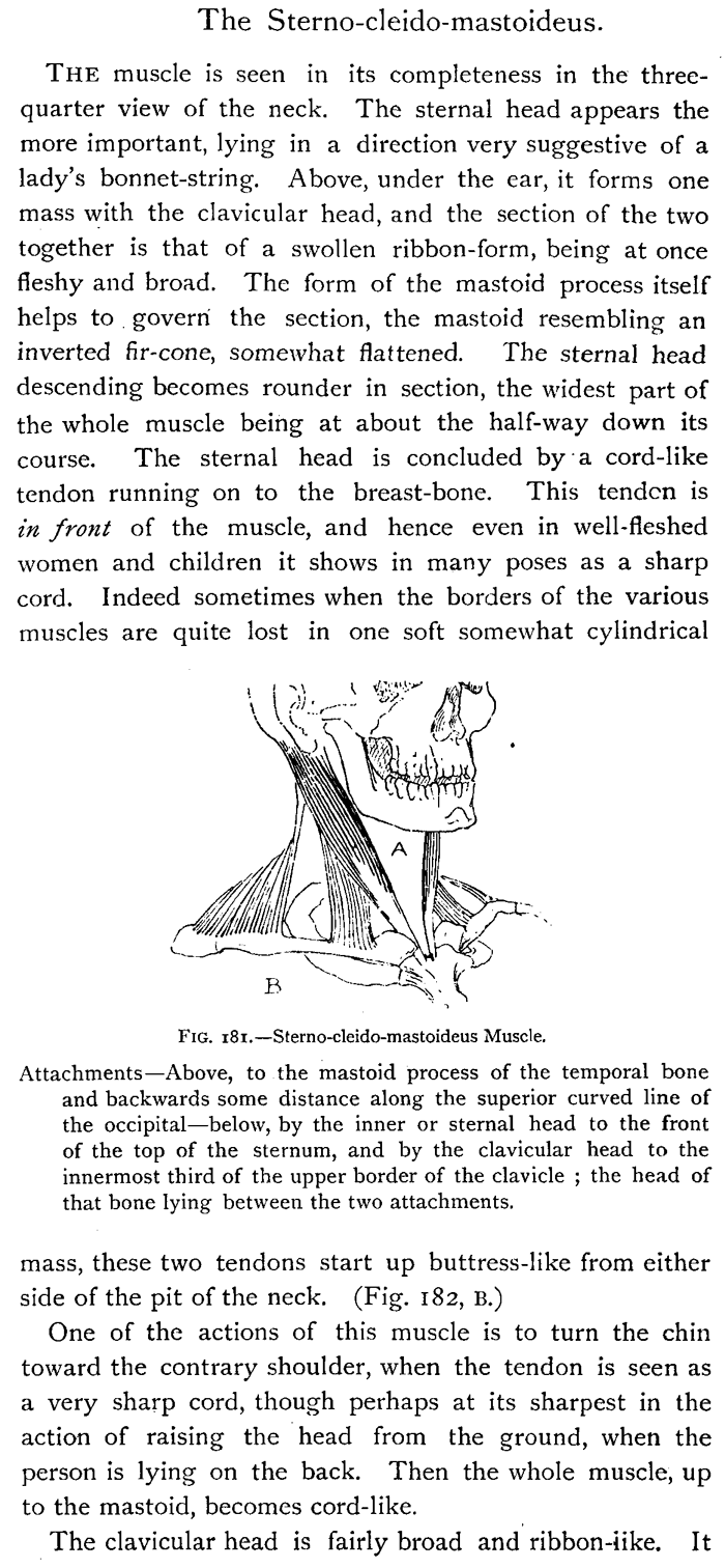 Drawing the Neck Muscles - Sterno-Cleido-Mastoideus