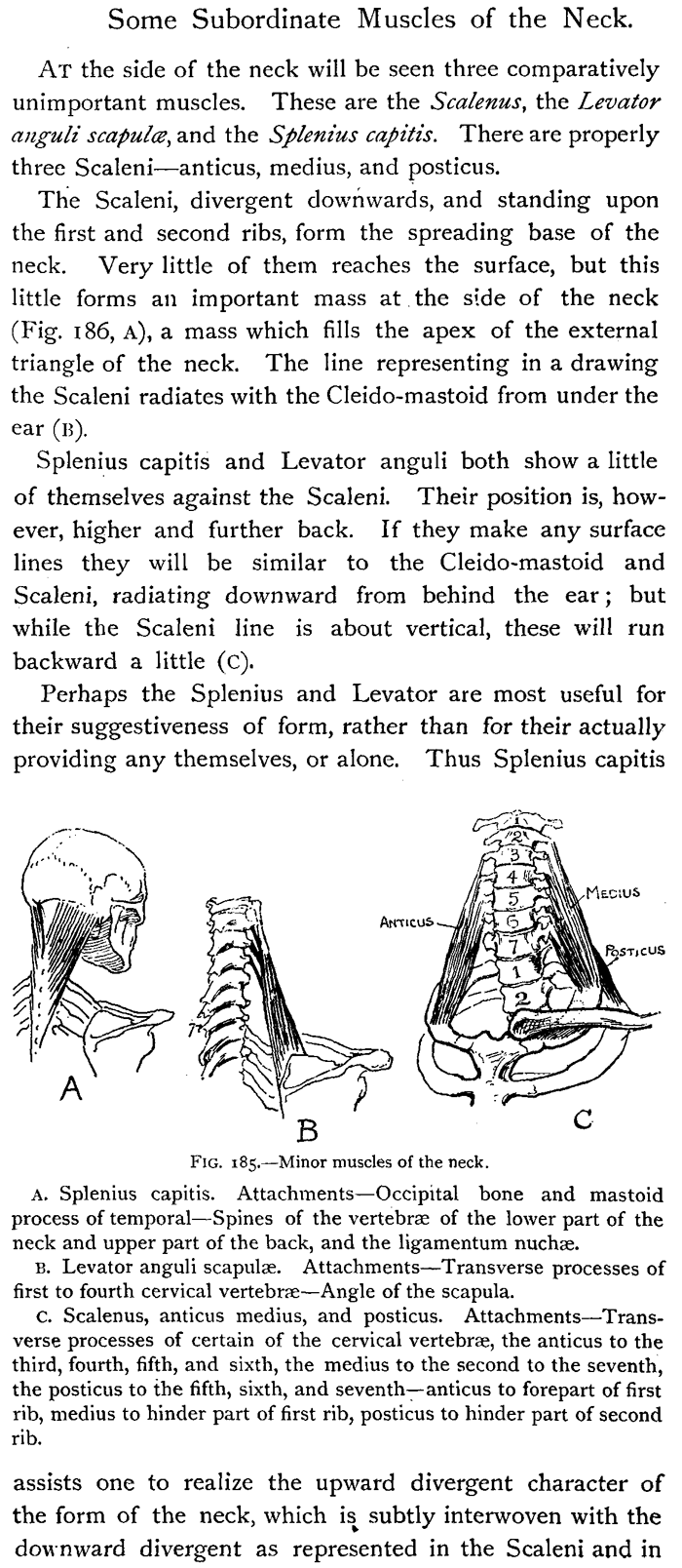 Drawing Subordinate Muscles of the Neck