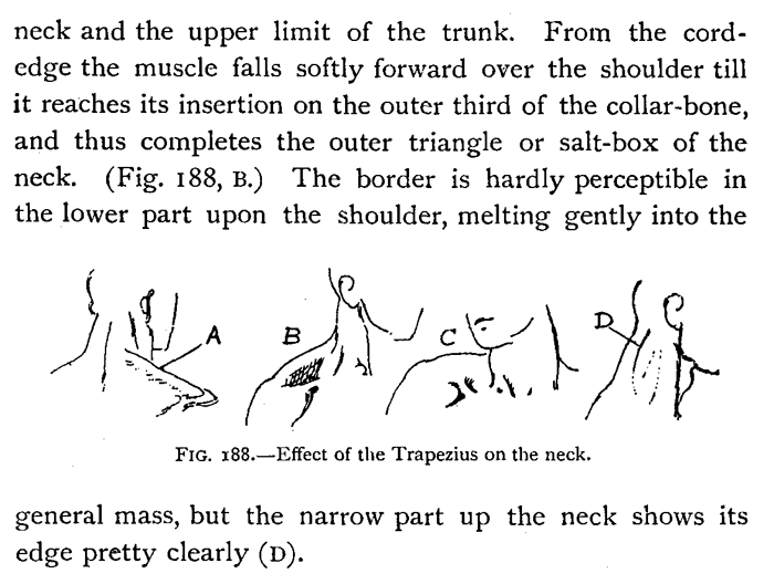 Drawing Trapezius Muscle of the Neck