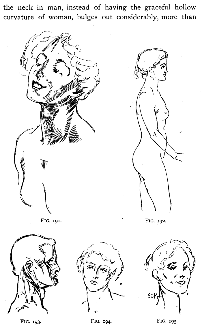 Drawing Head and Neck