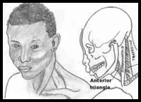 Human Anatomy - The Head and Neck