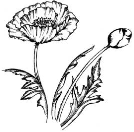 How to Draw a Poppy