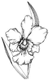 How to Draw an Orchid